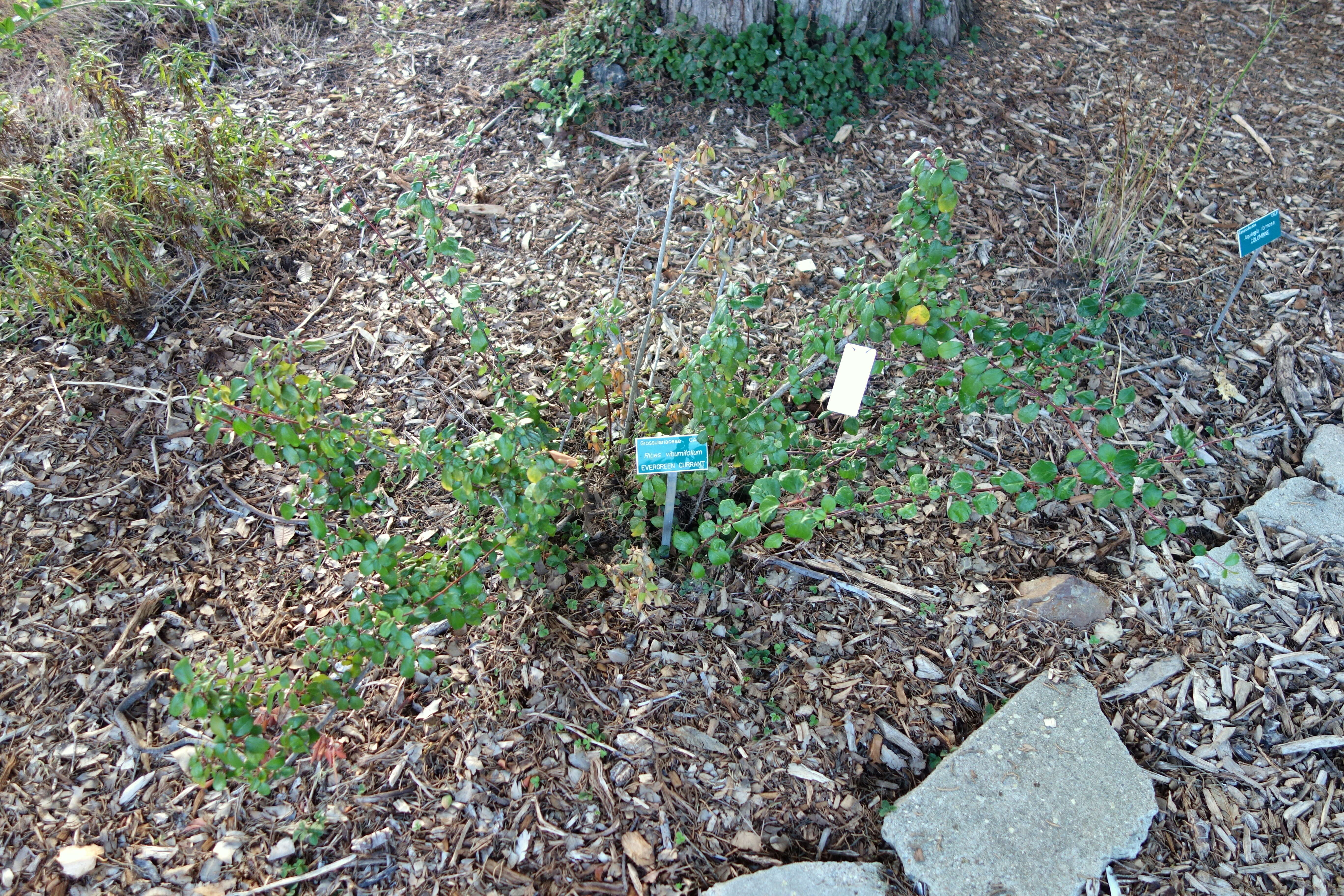 Image of island gooseberry