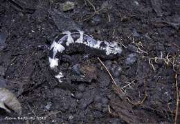 Image of Marbled Salamander