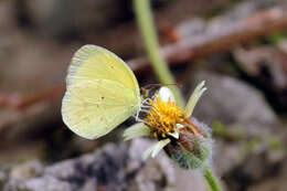 Image of Mimosa Yellow