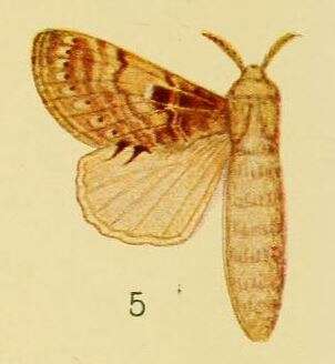 Слика од Odontocheilopteryx