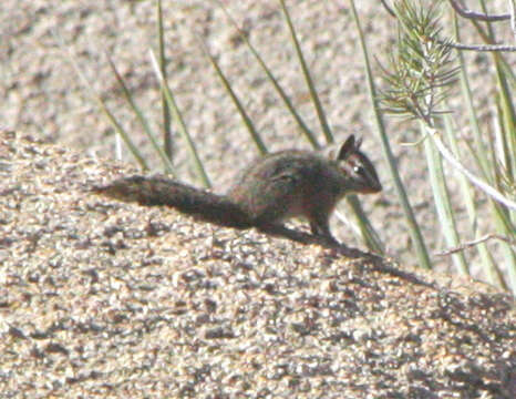 Image of California Chipmunk