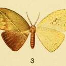 Image of Spidia fenestrata Butler 1878