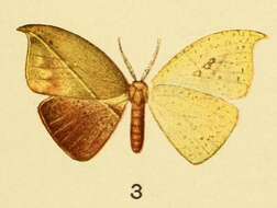 Image of Spidia fenestrata Butler 1878