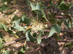 Слика од Hakea undulata R. Br.