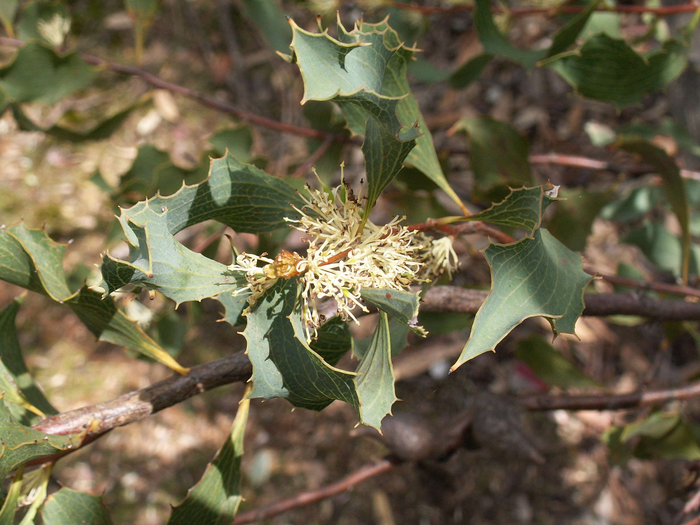 Image of Hakea undulata R. Br.