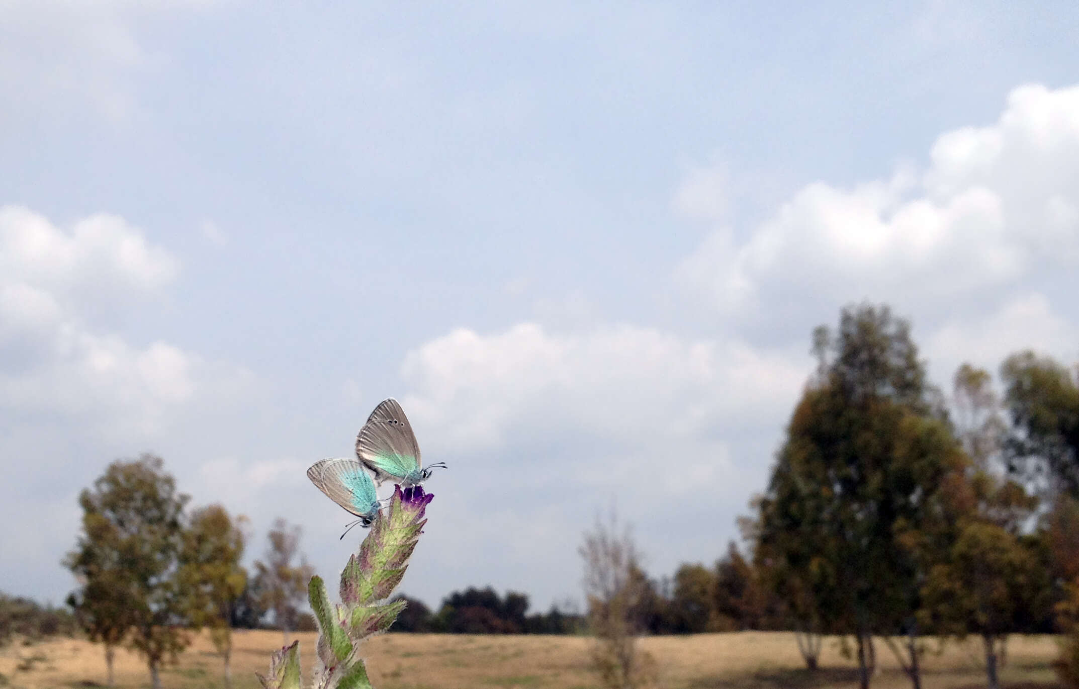 Image of Green-underside Blue