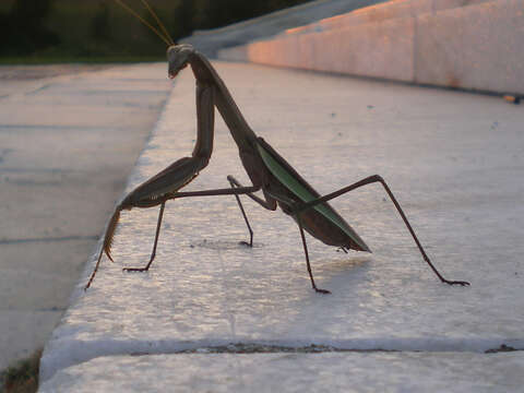 Image of Chinese mantis