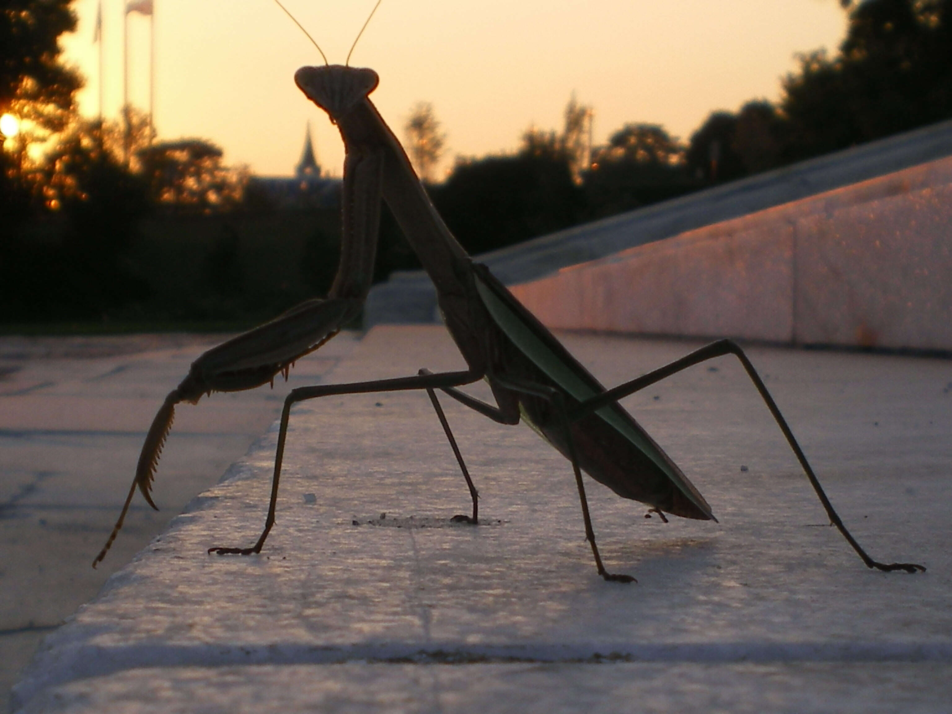 Image of Chinese mantis