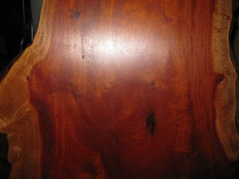 Image of American Mahogany