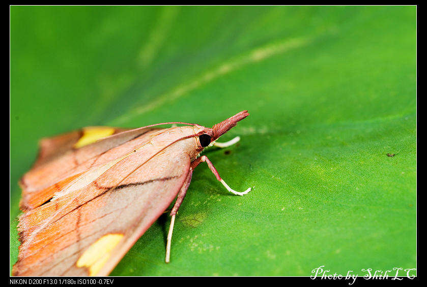 Orybina flaviplaga Walker 1863 resmi