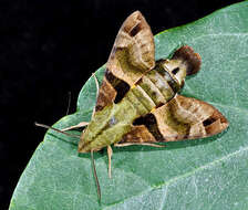 Image de Macroglossum sitiene Walker 1856