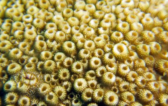 Image of Starflower coral