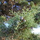 Image of Bruce Cypress