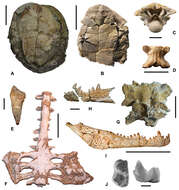 Doratodon resmi