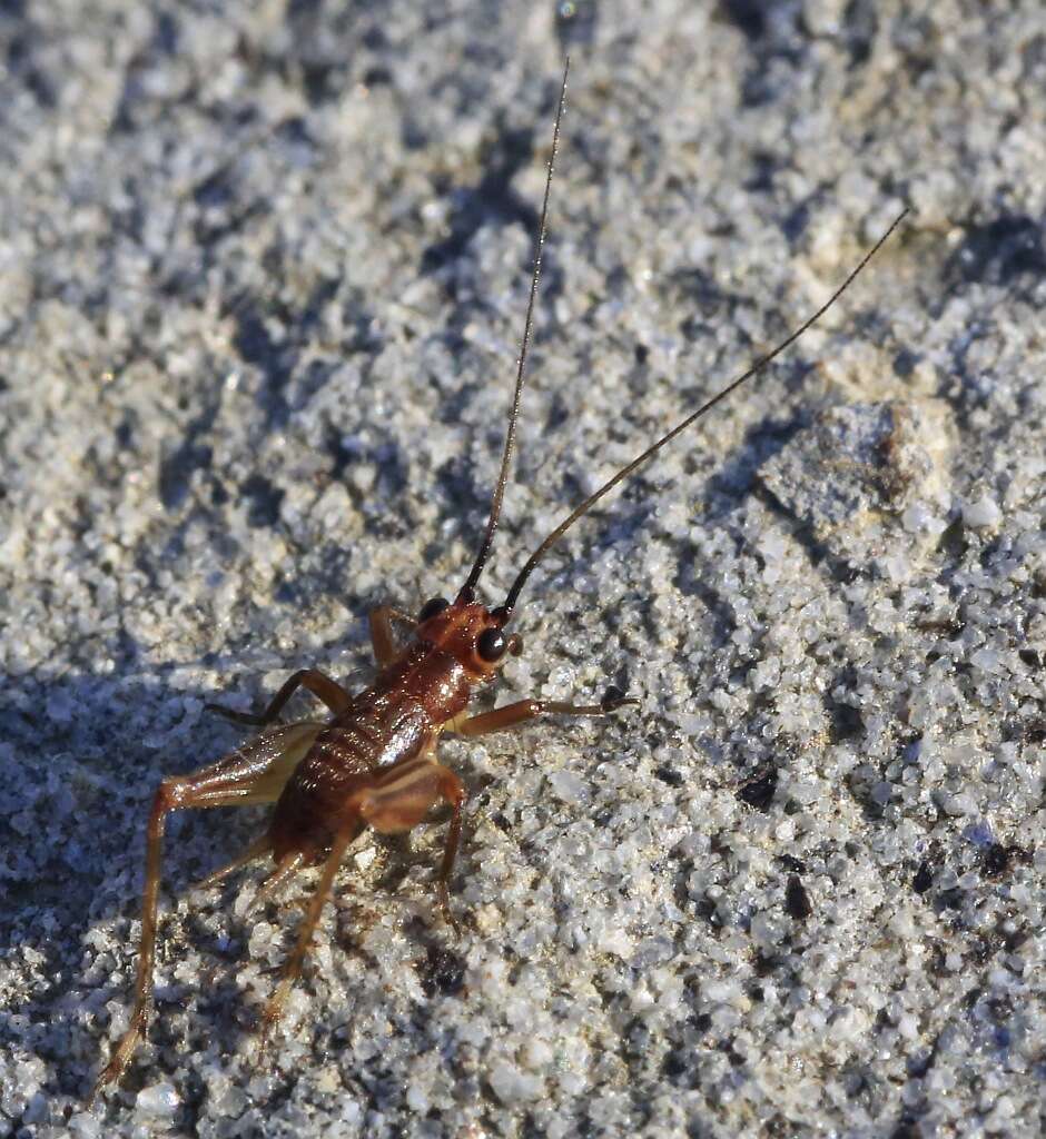 Слика од Trigonidium (Trigonidium) cicindeloides Rambur 1838