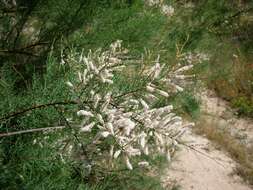 Image of Canary Island tamarisk