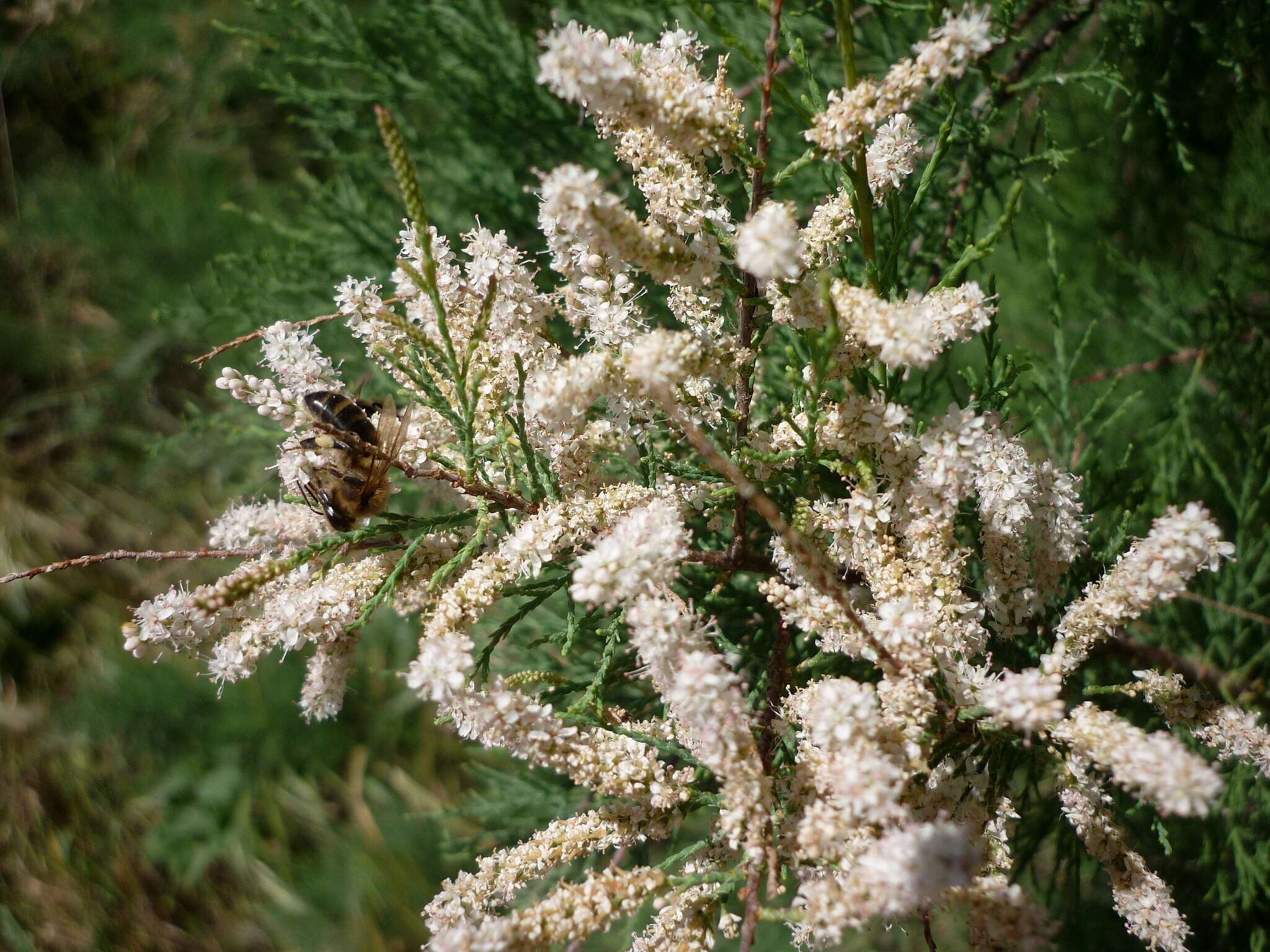 Image of Canary Island tamarisk