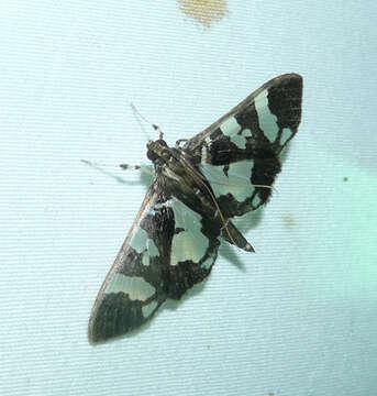 Image of Desmia ufeus Cramer