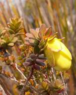 Image de Darwinia collina Gardn.