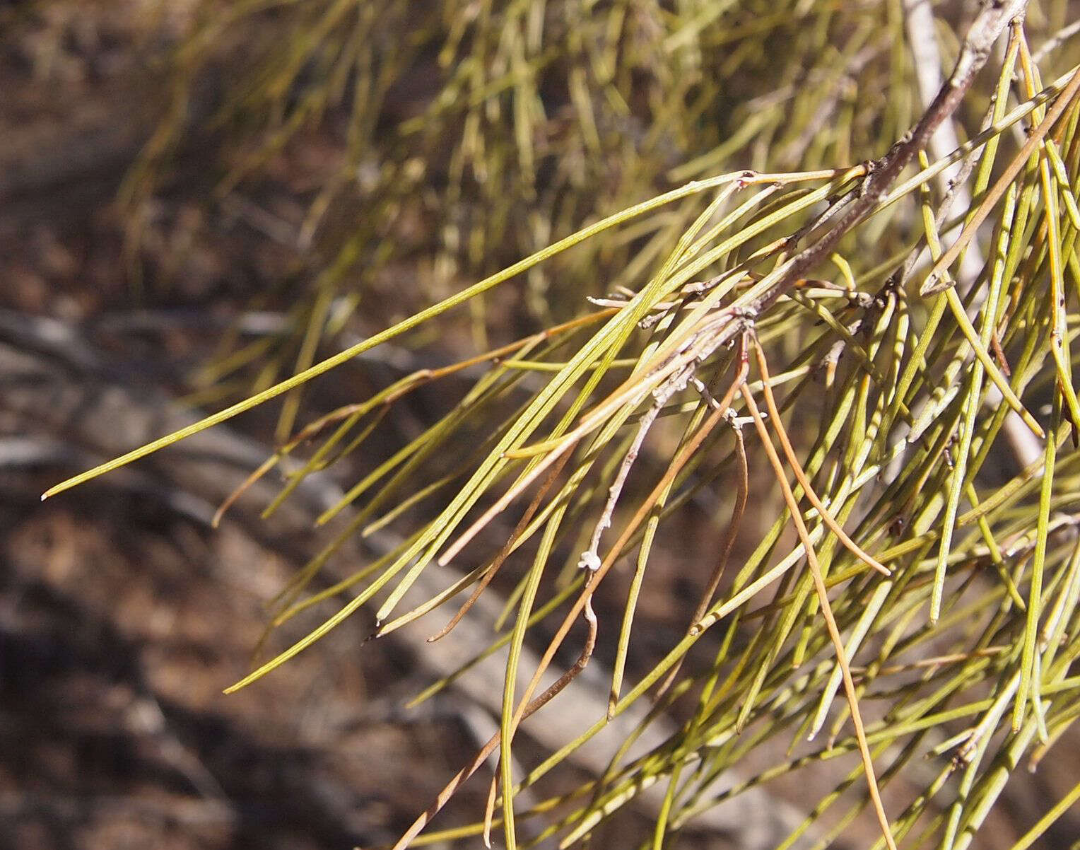 Acacia paraneura Randell resmi