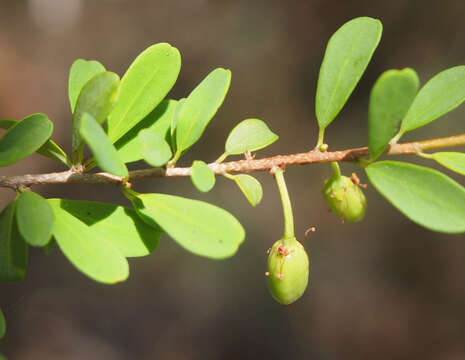 Image of Erythroxylum australe F. Müll.