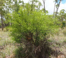 Image of Erythroxylum australe F. Müll.