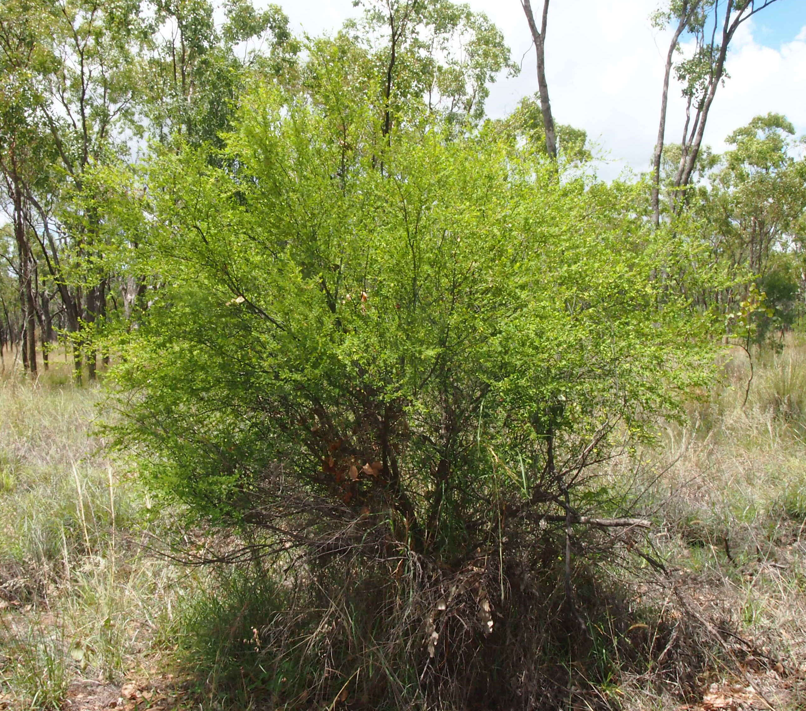 Image of Erythroxylum australe F. Müll.