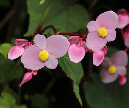 Image de Begonia grandis Dryand.