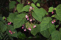 Image de Begonia grandis Dryand.