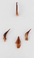 Sivun Amphizoa insolens Le Conte 1853 kuva