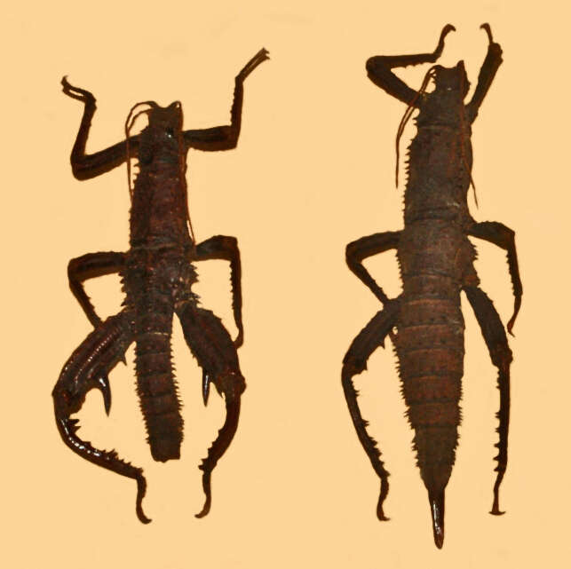 Image of Eurycantha horrida Boisduval 1835