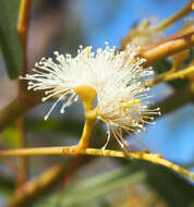 Plancia ëd Eucalyptus exserta F. Müll.