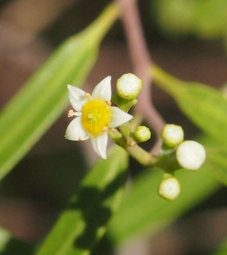 Image of Geijera parviflora Lindl.