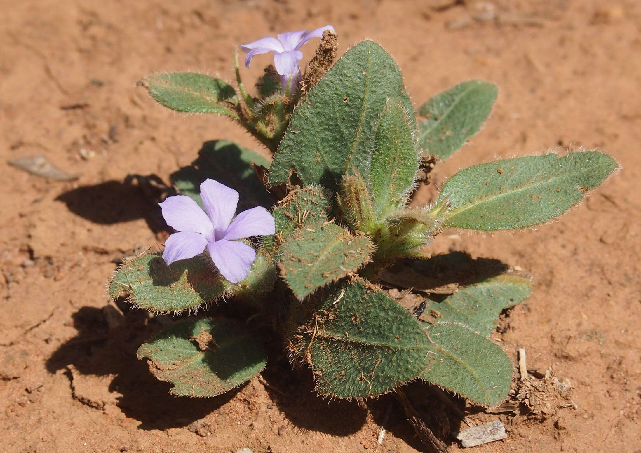 Sivun Brunoniella australis (Cav.) Bremek. kuva