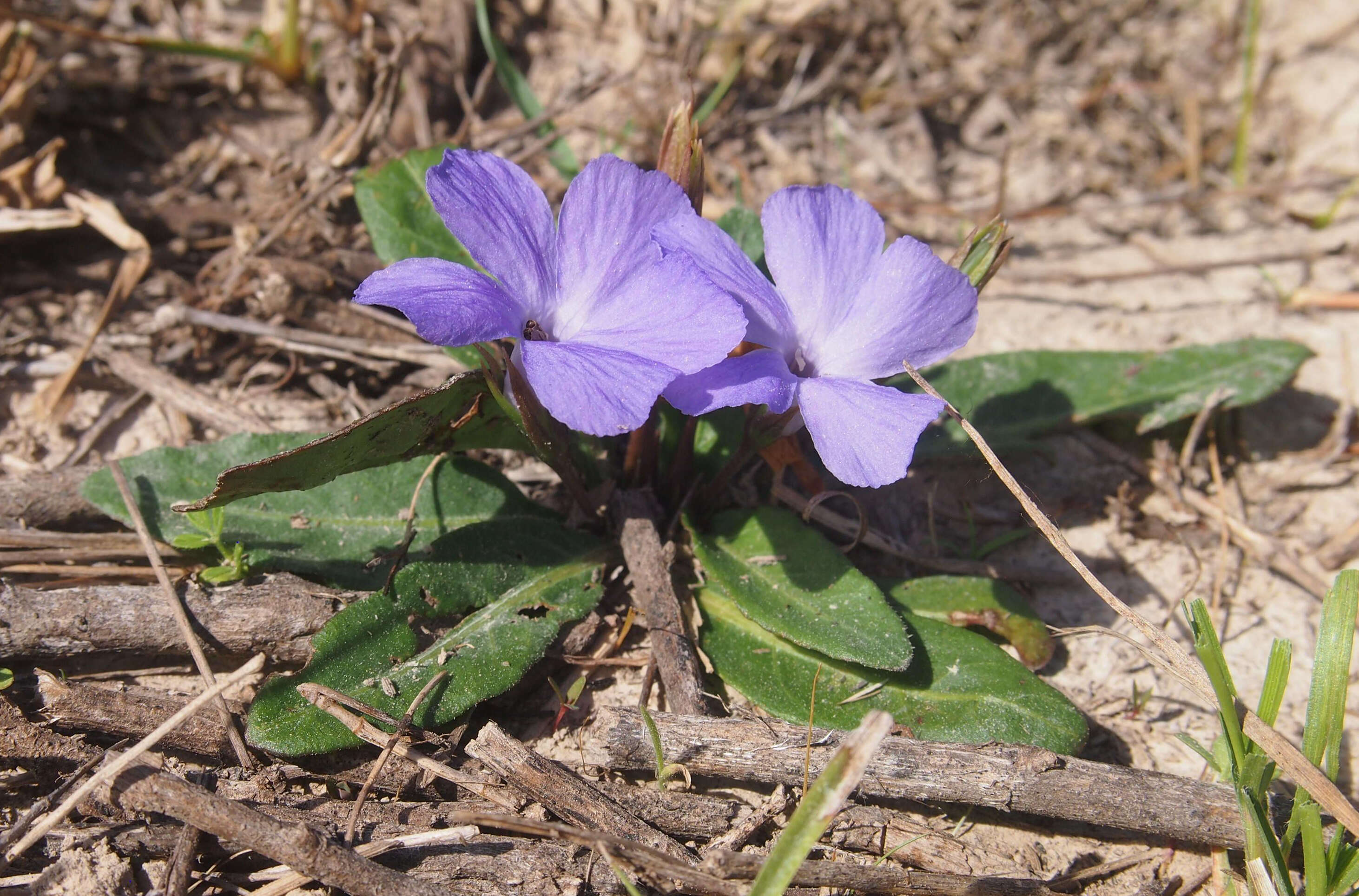 Sivun Brunoniella australis (Cav.) Bremek. kuva