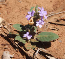 Sivun Brunoniella australis (Cav.) Bremek. kuva