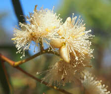 Plancia ëd Eucalyptus exserta F. Müll.