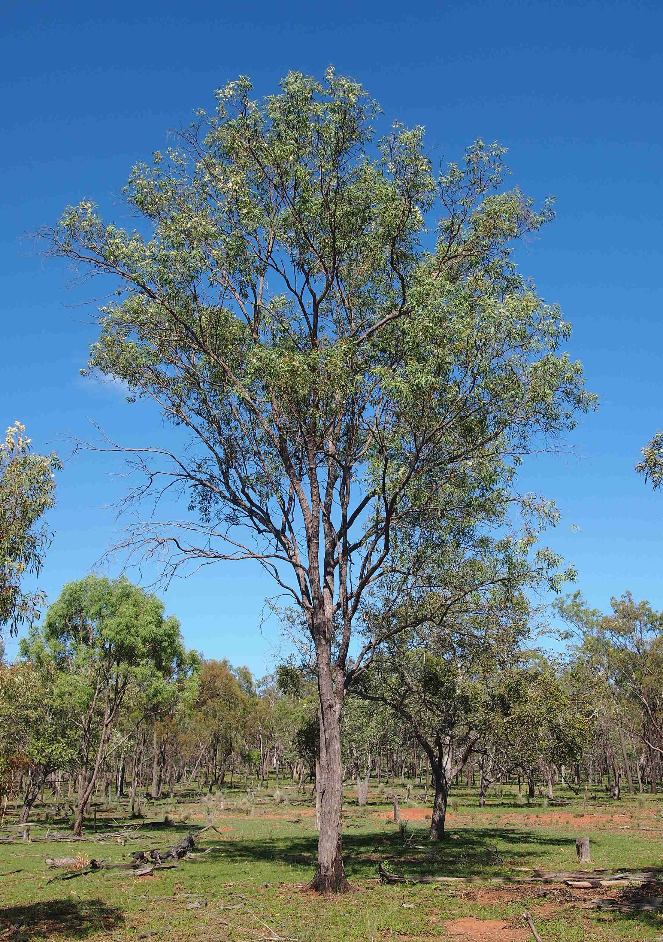 Plancia ëd Eucalyptus exserta F. Müll.