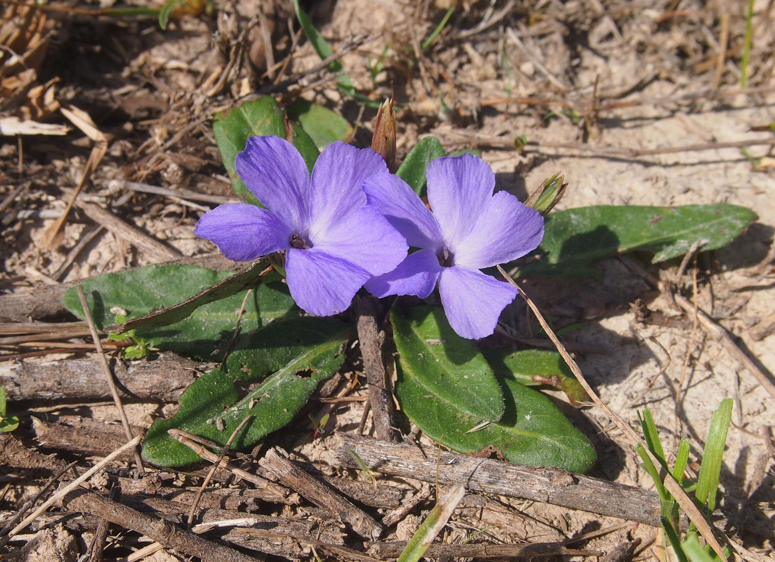 Sivun Brunoniella australis (Cav.) Bremek. kuva