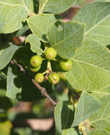 Plancia ëd Coelospermum reticulatum (F. Muell.) Benth.