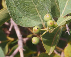 Plancia ëd Coelospermum reticulatum (F. Muell.) Benth.