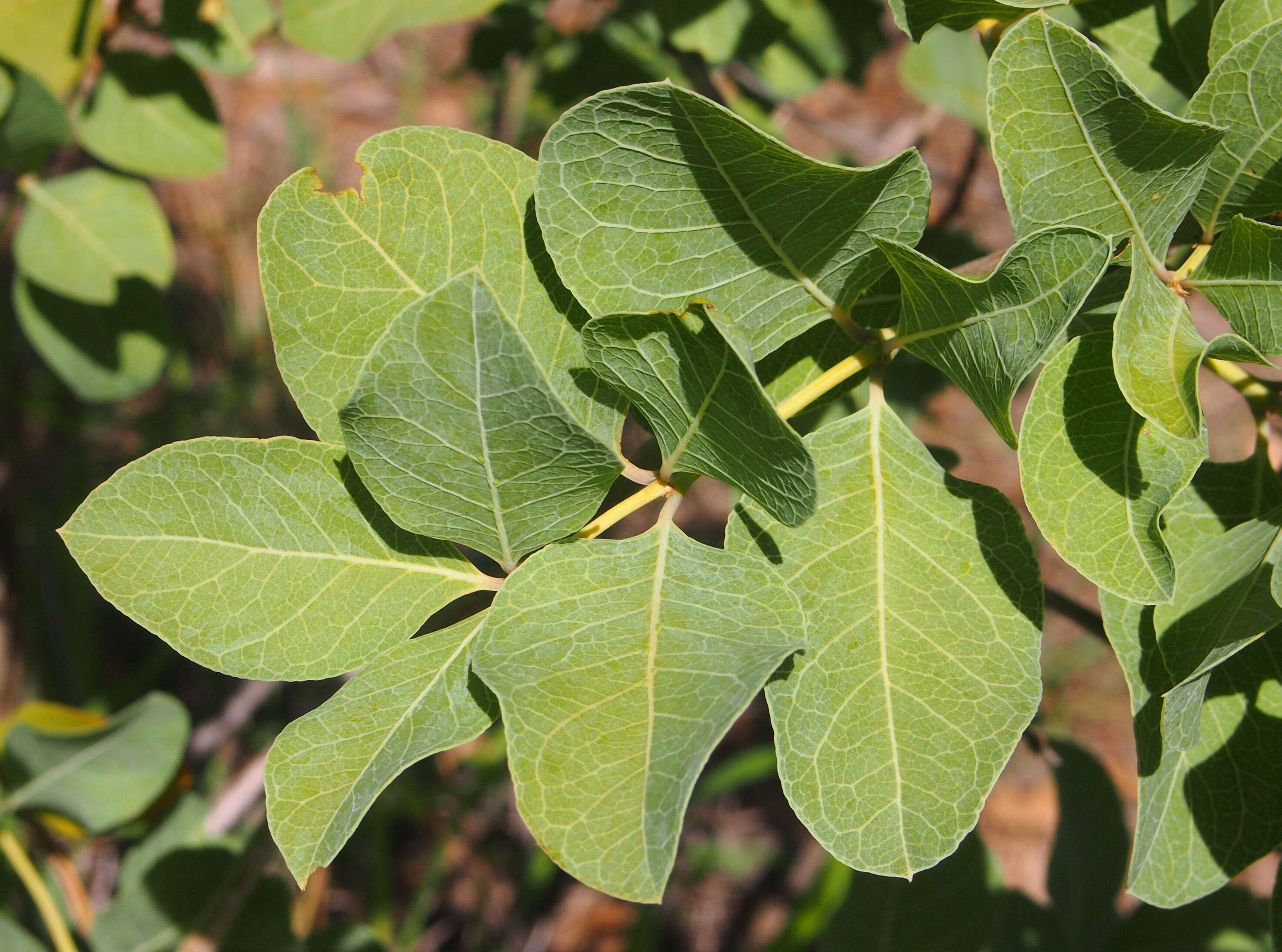 Plancia ëd Coelospermum reticulatum (F. Muell.) Benth.