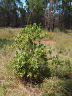 Plancia ëd Coelospermum reticulatum (F. Muell.) Benth.