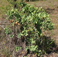 Plancia ëd Coelospermum reticulatum (F. Muell.) Benth.