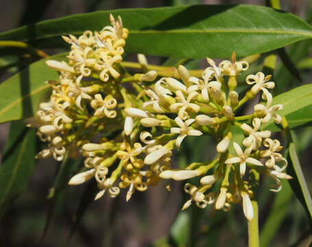 Image of Parsonsia eucalyptophylla F. Müll.