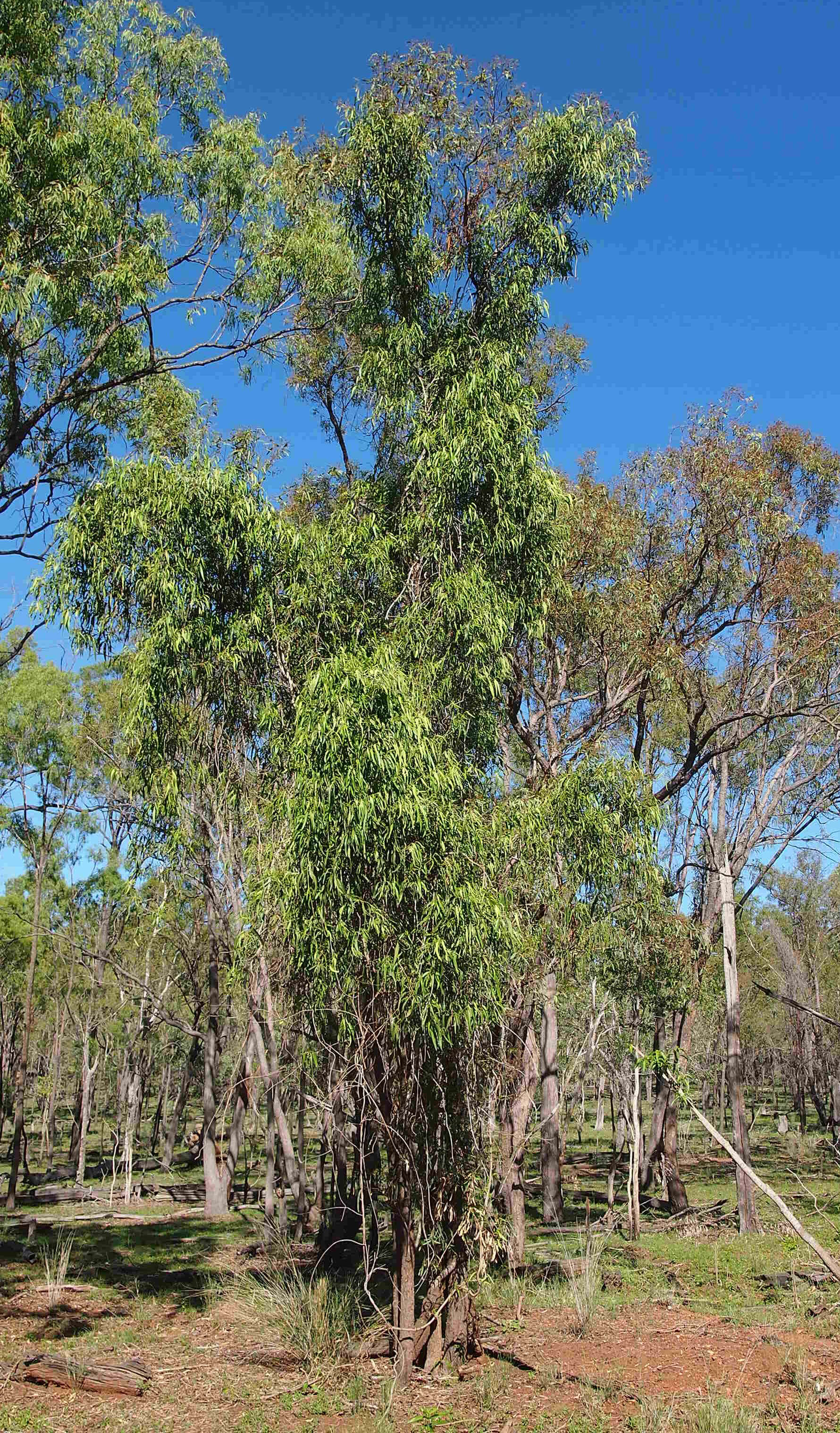 Image of Parsonsia eucalyptophylla F. Müll.