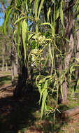 Image of Parsonsia eucalyptophylla F. Müll.