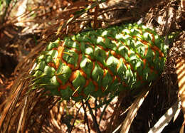 Image of Macrozamia miquelii (F. Muell.) A. DC.