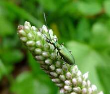 Image of Chrysanthia viridissima