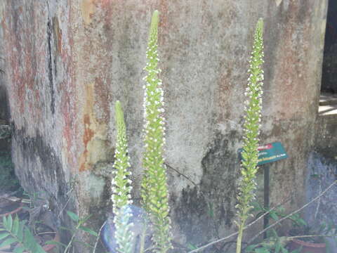 Image of White Featherduster Orchid